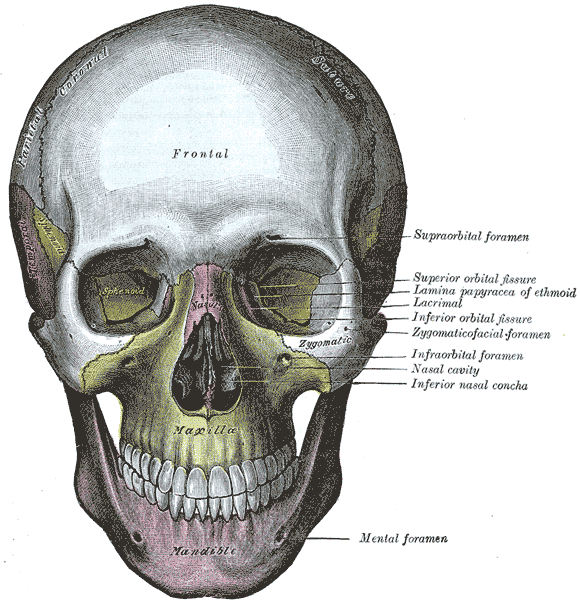 아래턱뼈(하악골)의 구조 — Gray's Anatomy